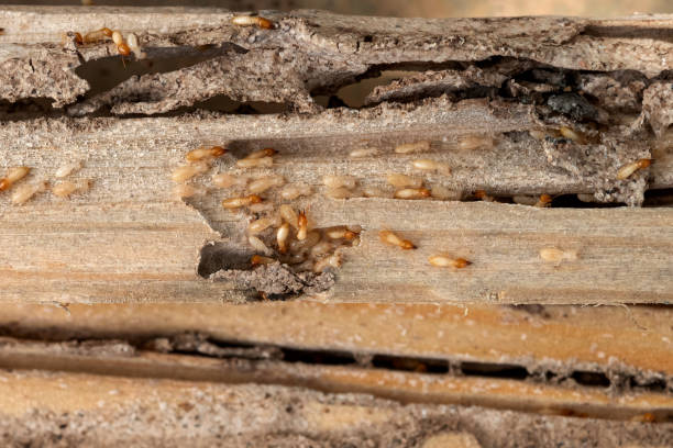 Best Affordable Pest Control Services  in Flowery Branch, GA